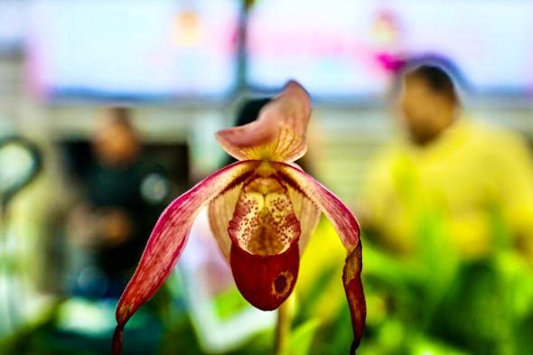 Prefeitura de Cuiab | Cuiab ter mais uma edio do Festival de Orqudeas e Rosas do Deserto