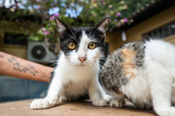 Prefeitura de Cuiab | Feira de adoo de ces e gatos acontecer no Mercado do Porto no prximo domingo (20)