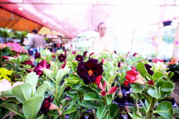 Prefeitura de Cuiab | Festival de Orqudeas e Rosas do Deserto comea nesta quinta-feira (17) e ser realizado no Shopping Orla