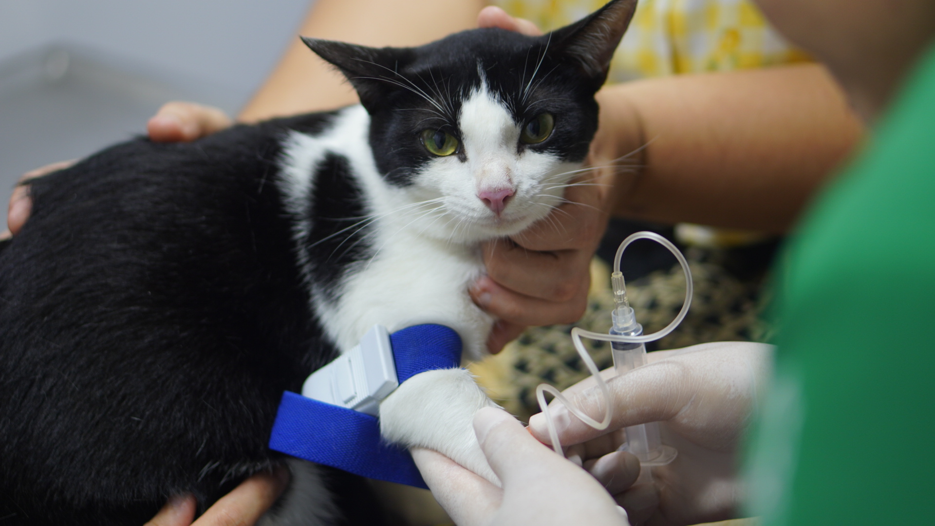 Tutores de gatos buscam o Castramóvel Itinerante para realização de cirurgias – Prefeitura Municipal de Macapá