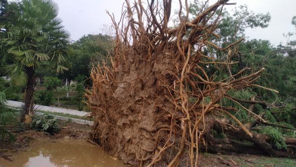 Prefeitura de Cuiab | Defesa Civil de Cuiab atua para retirar rvores derrubadas pela forte chuva