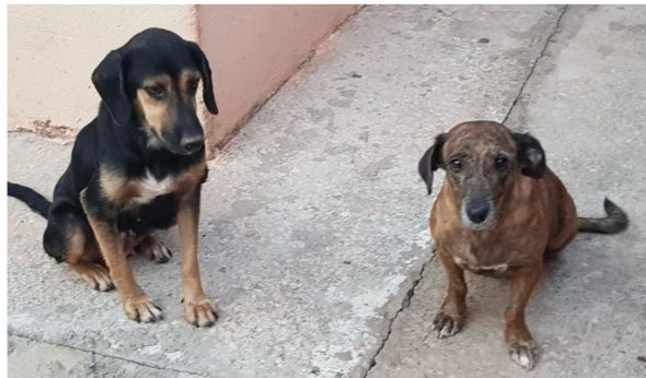 Prefeitura de Cuiab | Cachorras resgatadas aps denncia de maus tratos e zoofilia continuam hospitalizadas