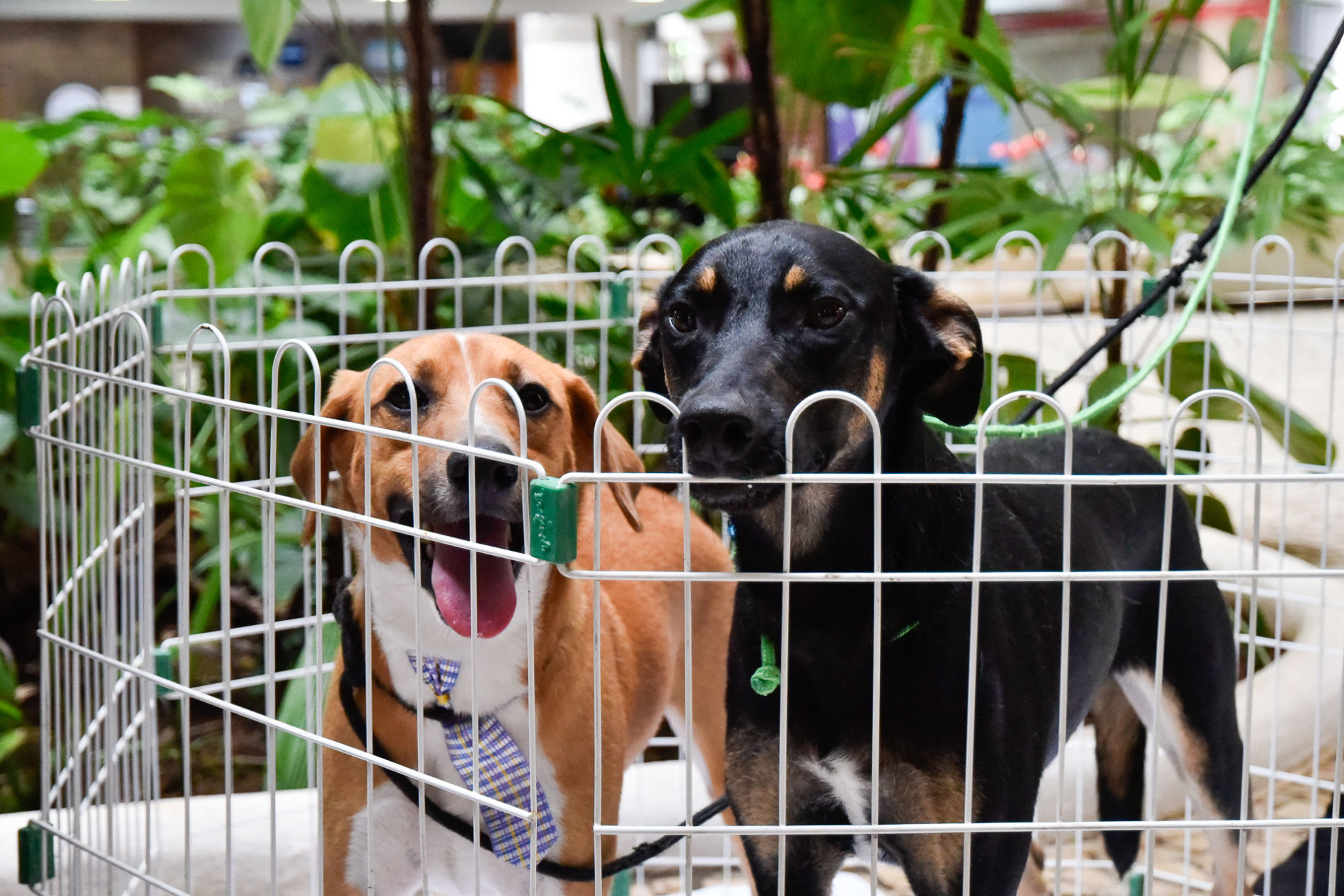DEBEA realiza feira de adoção de pets no Paço Municipal