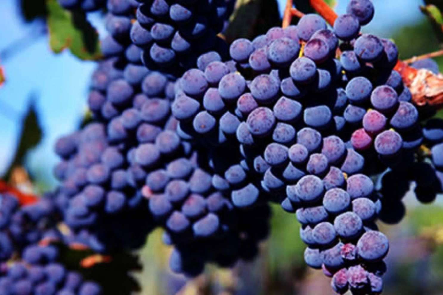 Vinho Merlot e quais pratos podem ser acompanhados com essa bebida